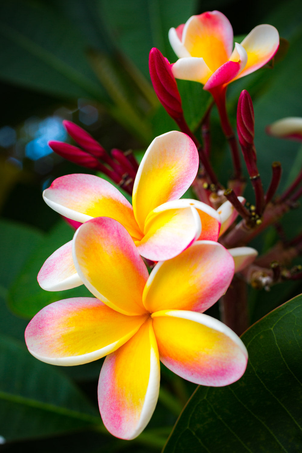 "Pinkie" (Plumeria)