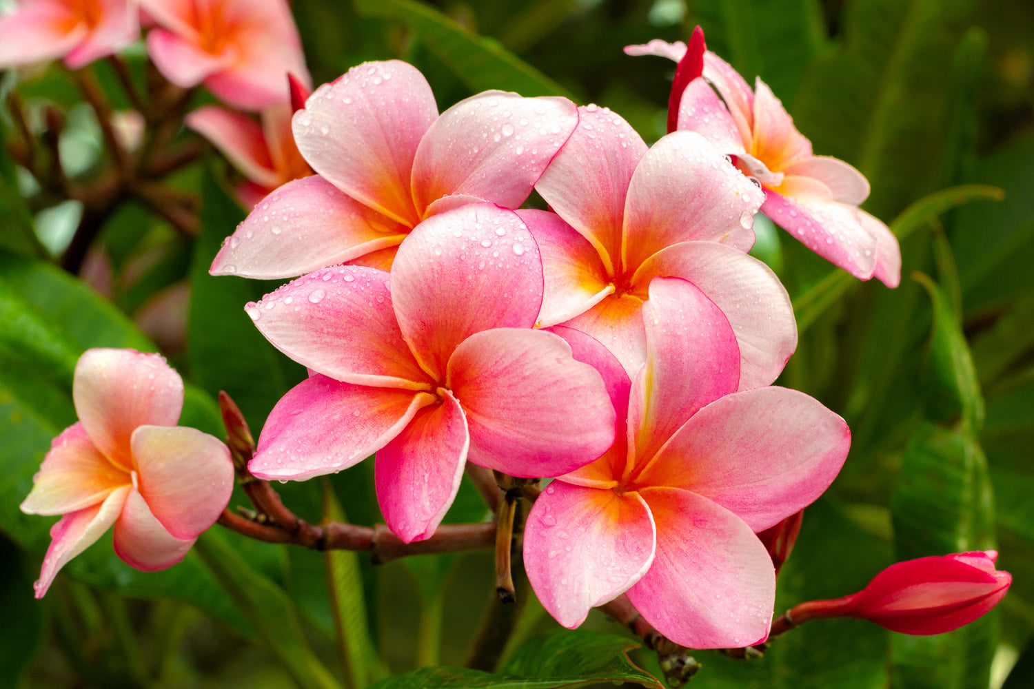 "Pinksters" (Plumeria)