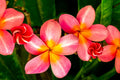 "Pinky" (Plumeria)