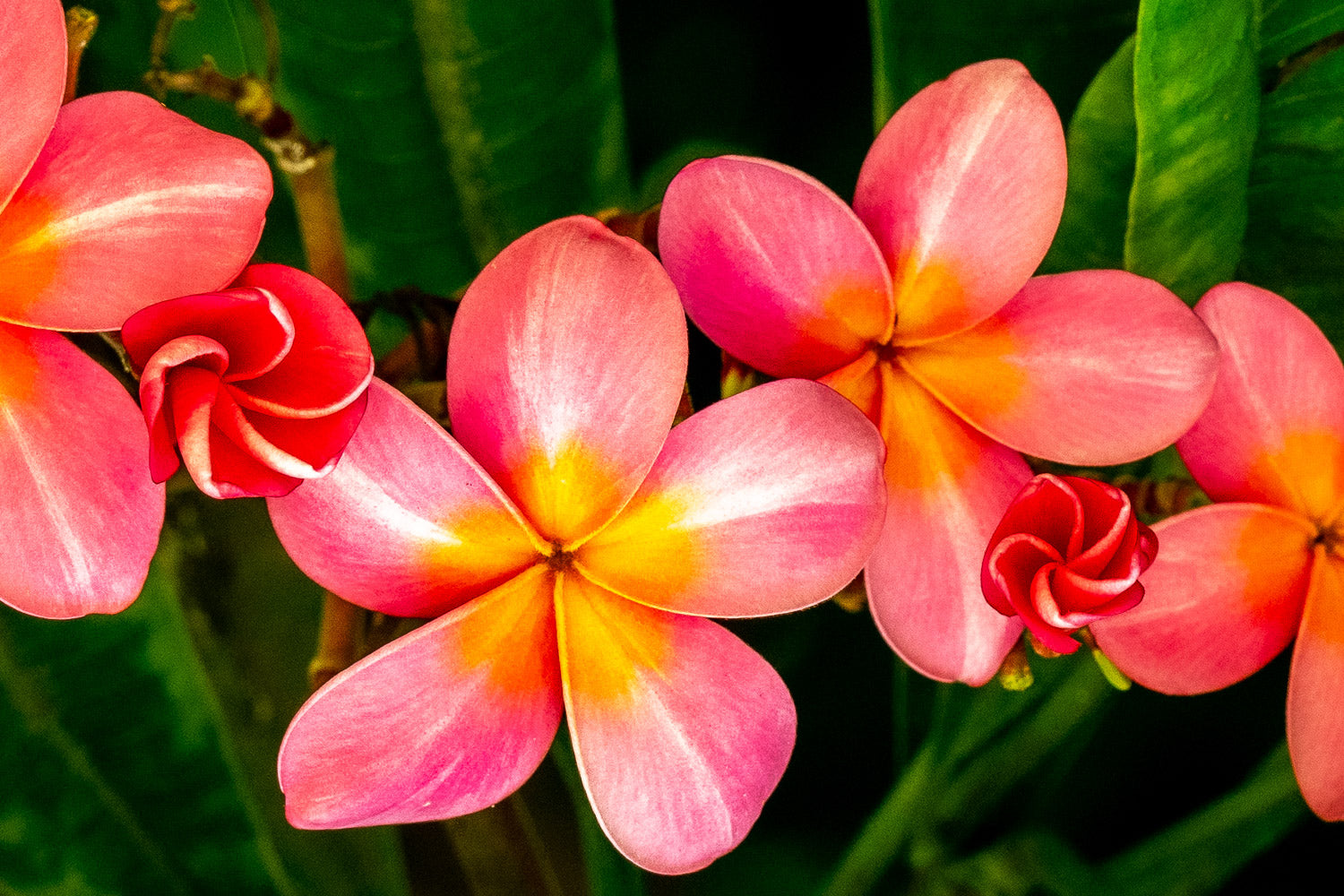 "Pinky" (Plumeria)