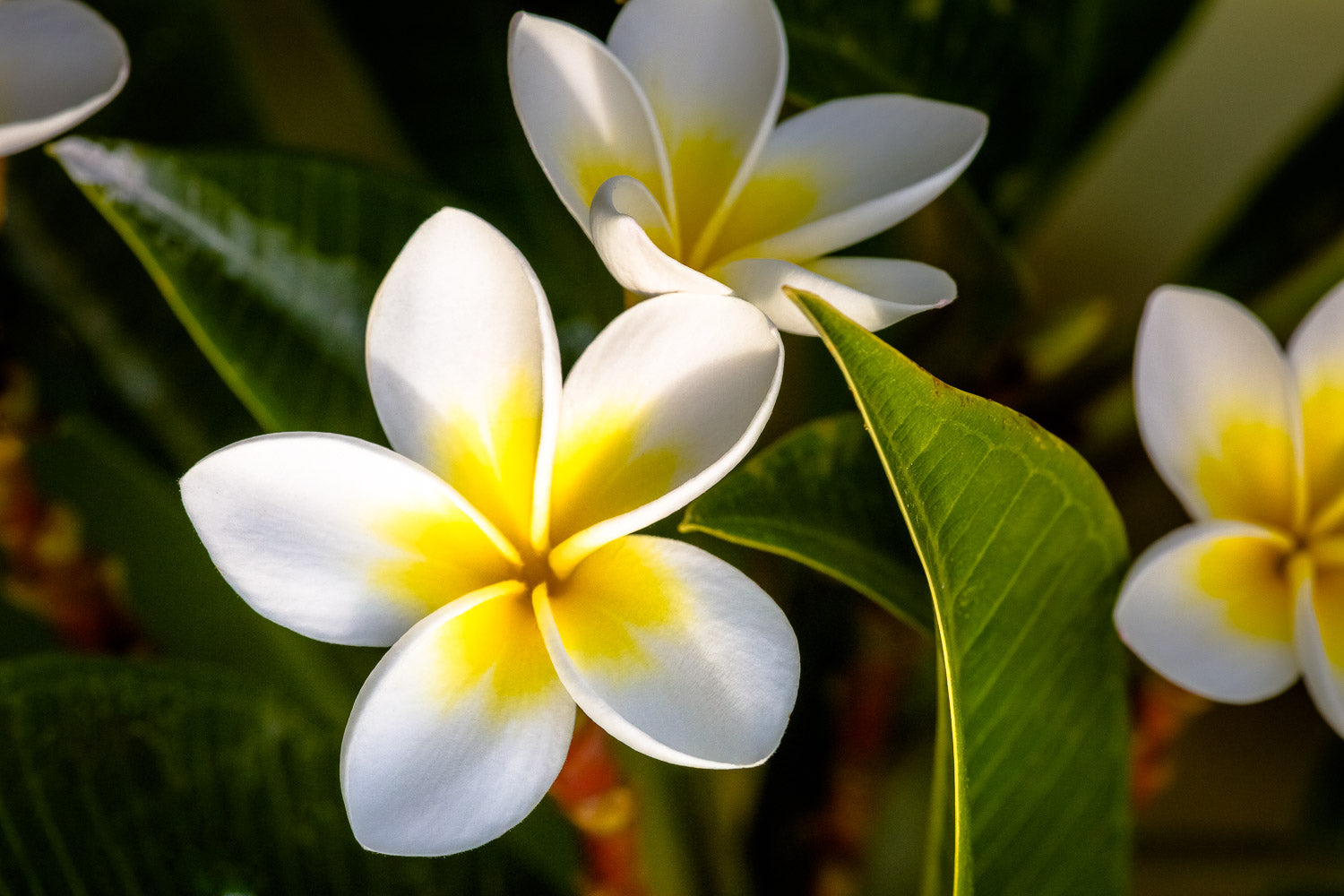 "Plumeria" (Plumeria)