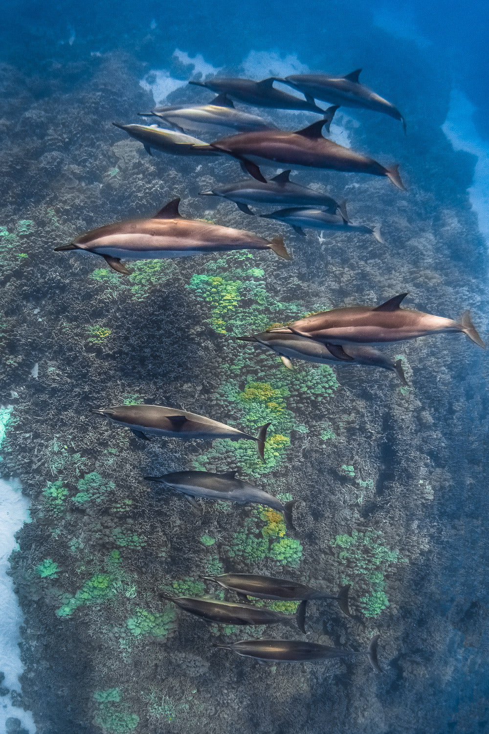 "Pod" - Kona, Hawaii (Spinner)