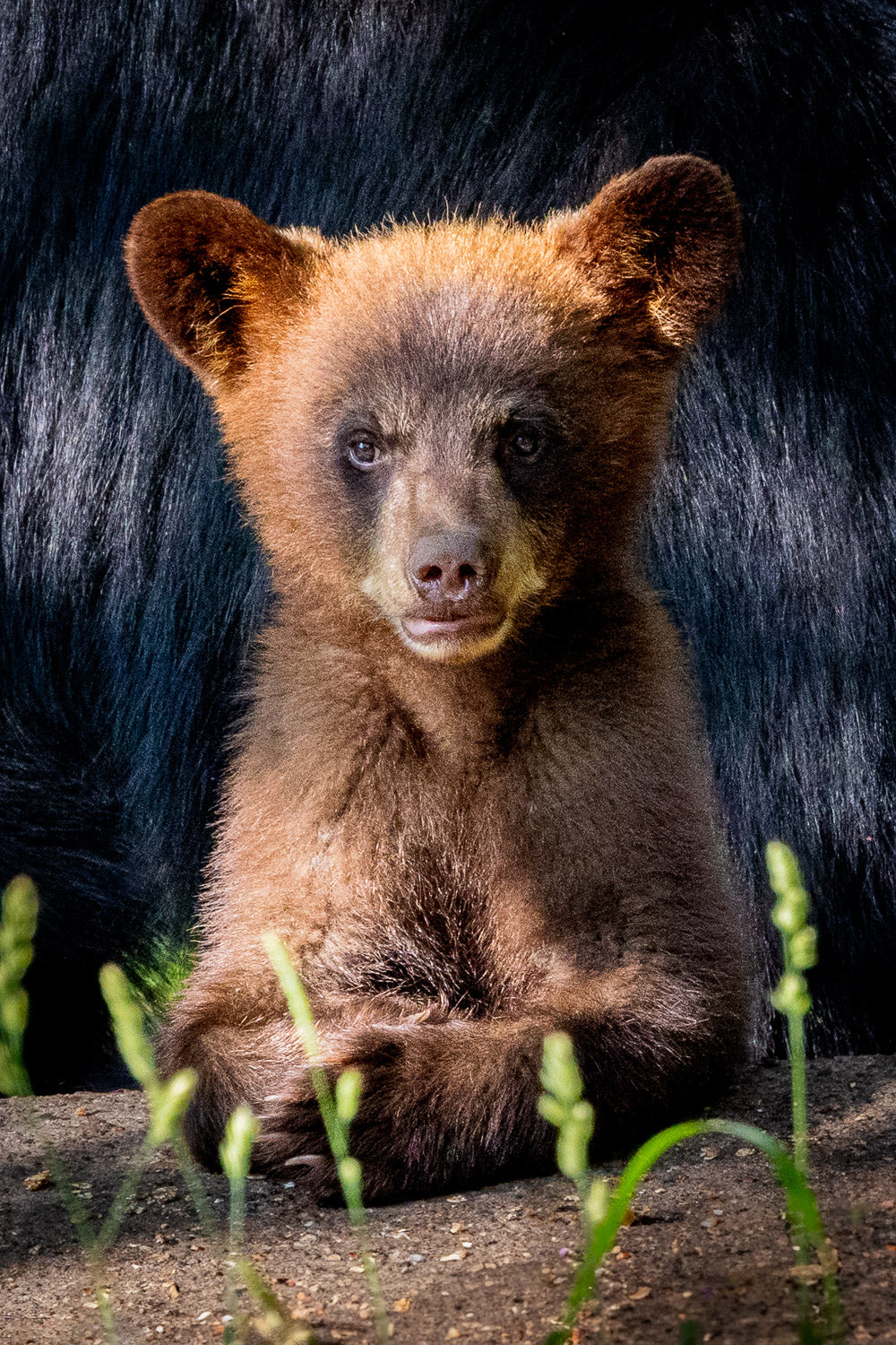 "Pooh" - Orr, Minnesota (Black Bear)
