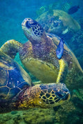 "Posers" - North Shore, Oahu