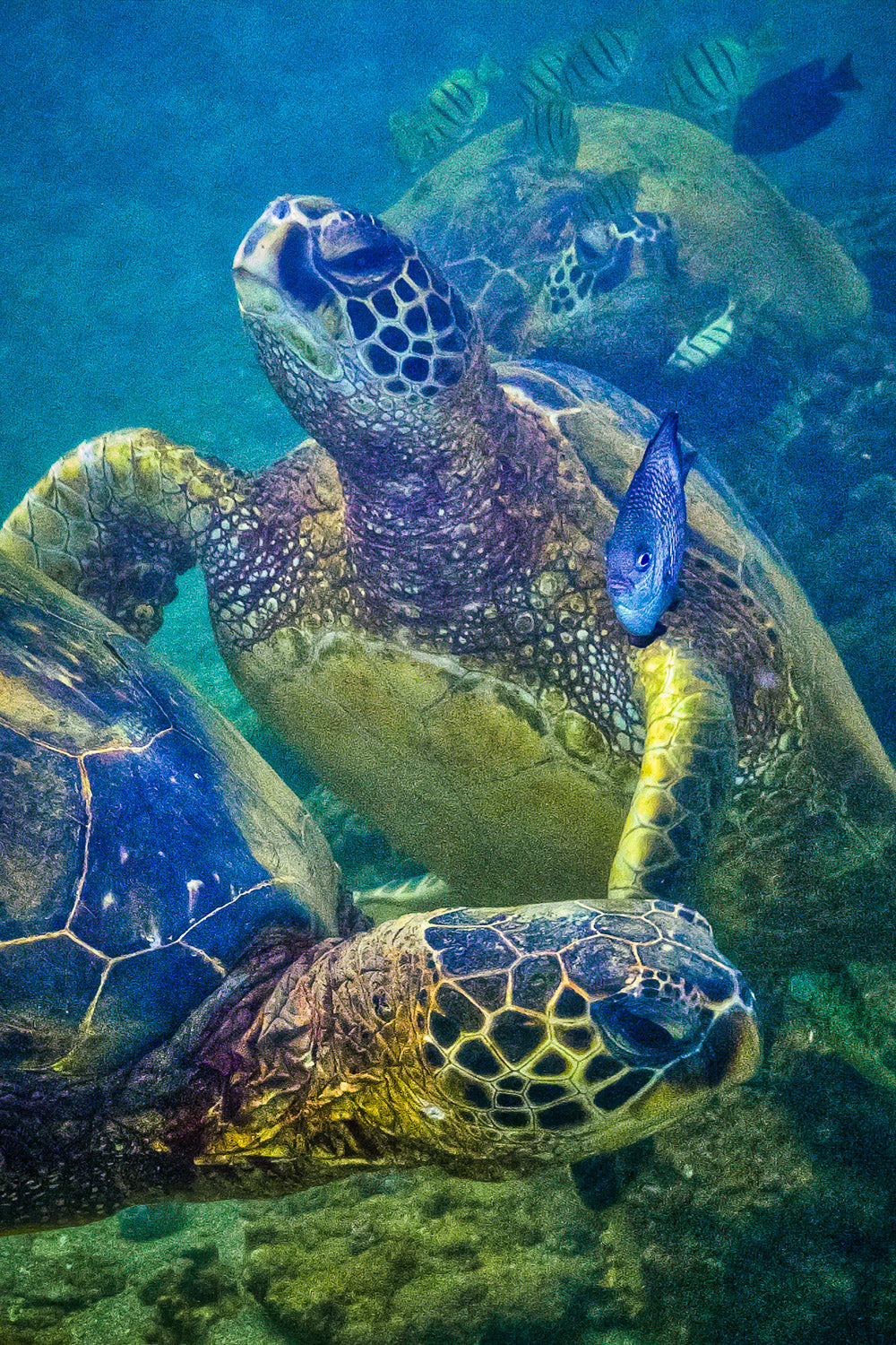 "Posers" - North Shore, Oahu
