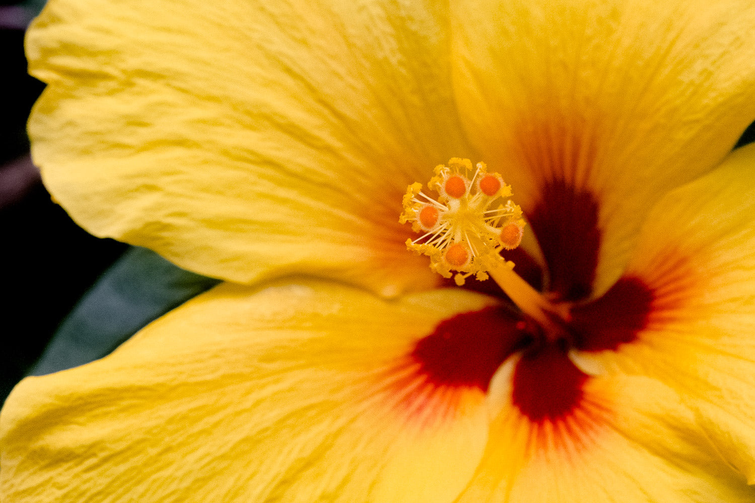 "Pua Aloalo" (Hibiscus)