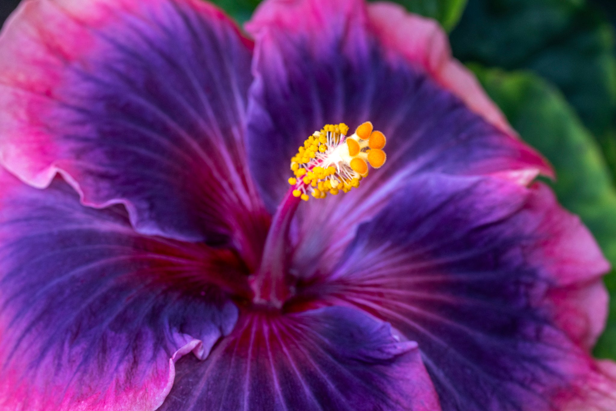 "Pure Magic" (Hibiscus)