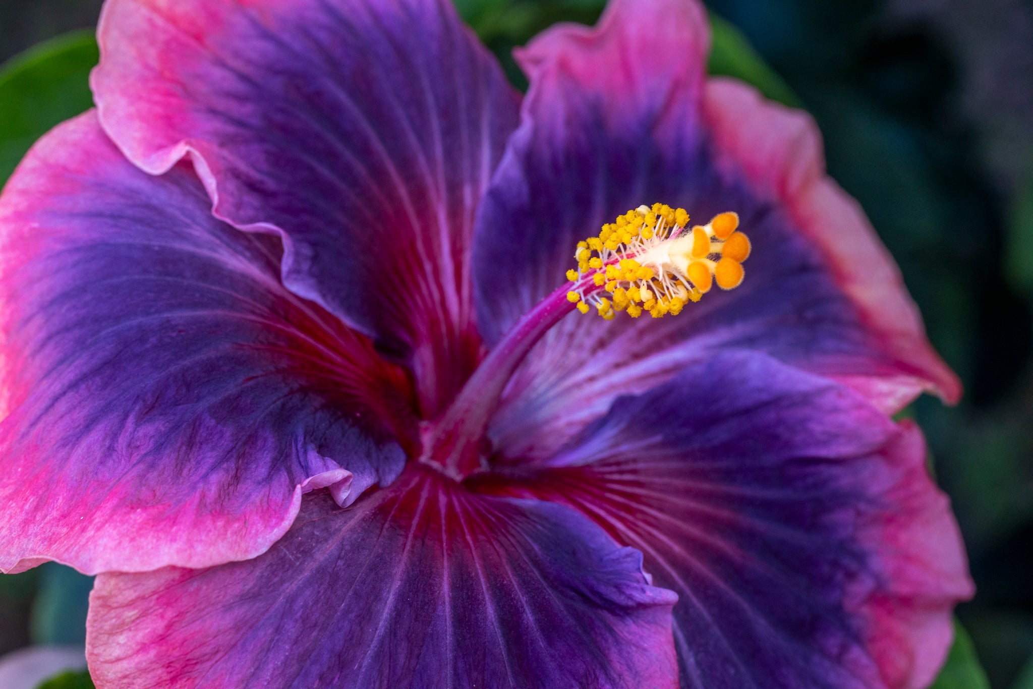 "Pure Magic II" (Hibiscus)