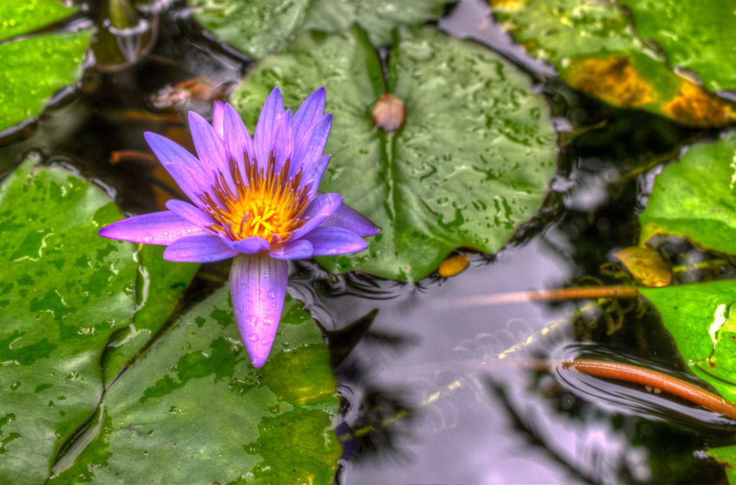 "Purple Pond Dweller" (Water Lilly)