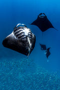 "Quad Ray" - Manta Ray Island, Fiji (Manta Ray)