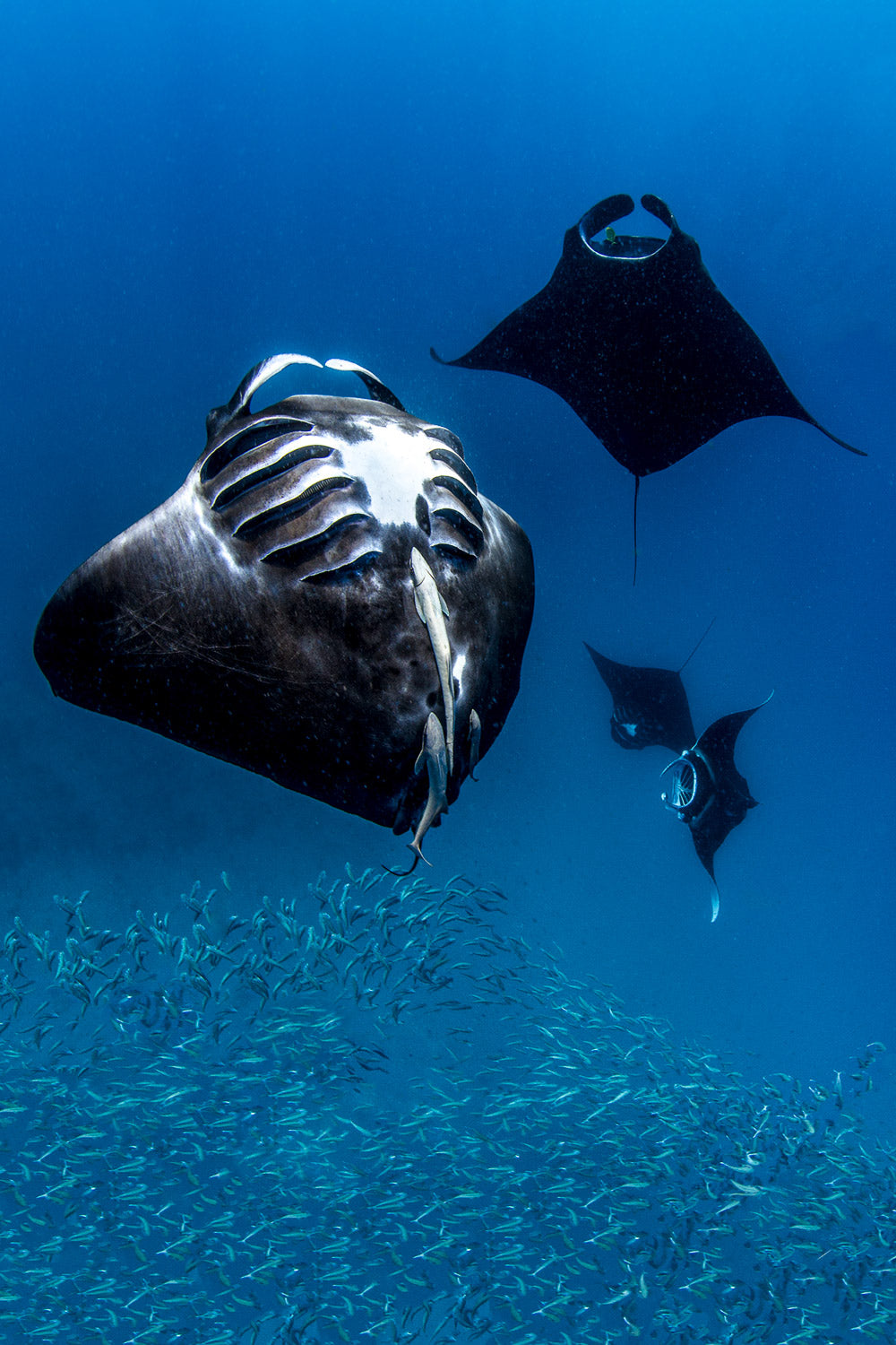 "Quad Ray" - Manta Ray Island, Fiji (Manta Ray)