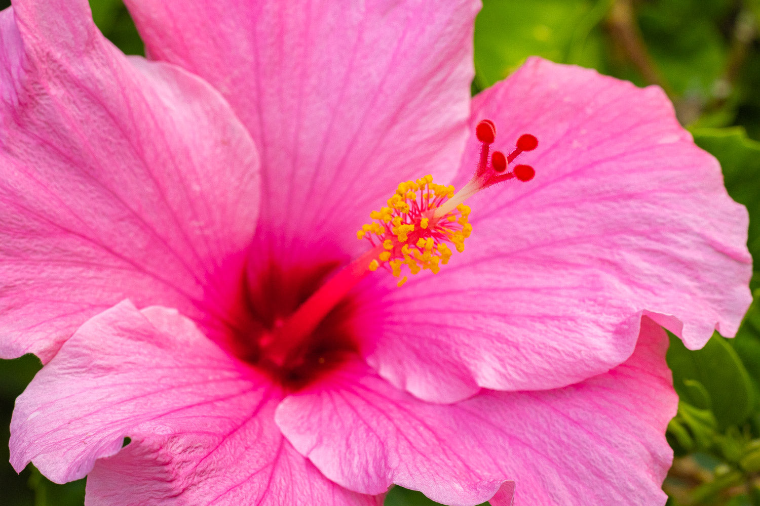 "Queen Ko" (Hibiscus)