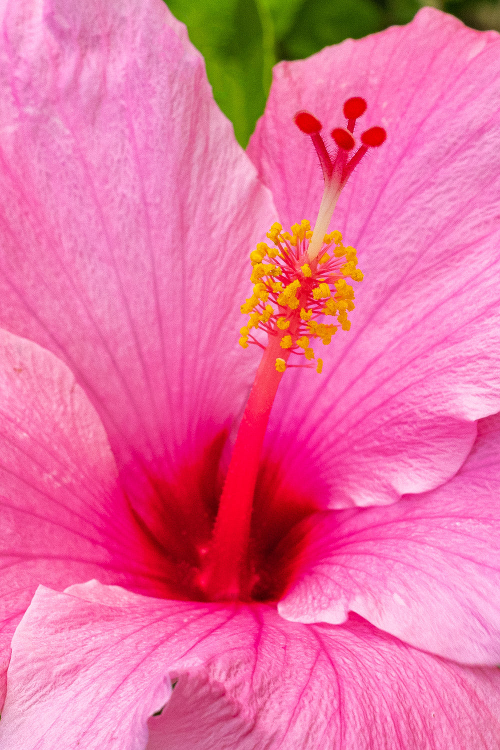"Queenie" (Hibiscus)