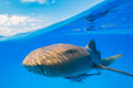 "RN" - Bimini, The Bahamas (Nurse Shark)