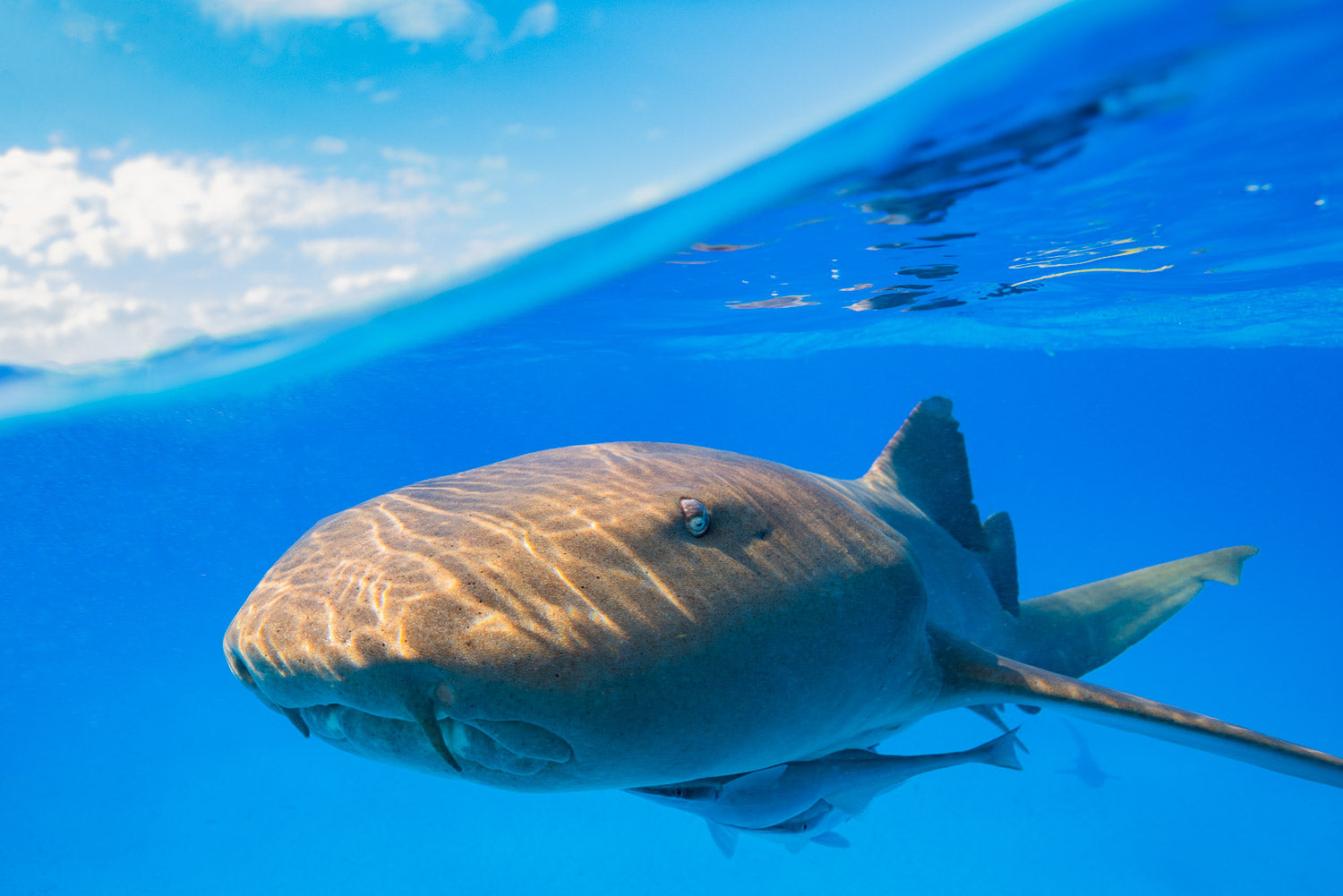 "RN" - Bimini, The Bahamas (Nurse Shark)