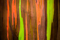 "Rainbow Eucalyptus" - Hana Highway, Maui