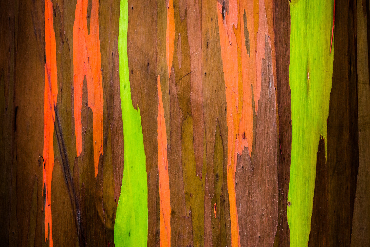 "Rainbow Eucalyptus" - Hana Highway, Maui