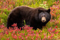 "Rainier Bear III" - Mount Rainier National Park, Washington (Black Bear)