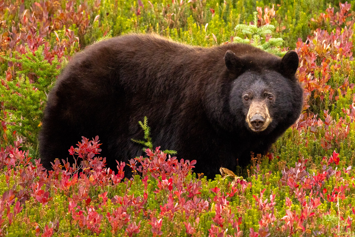 "Rainier Bear III" - Mount Rainier National Park, Washington (Black Bear)