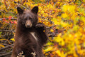 "Rainier Bear II" - Mount Rainier National Park, Washington (Black Bear)