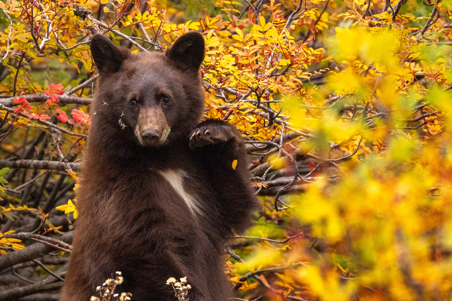 "Rainier Bear II" - Mount Rainier National Park, Washington (Black Bear)