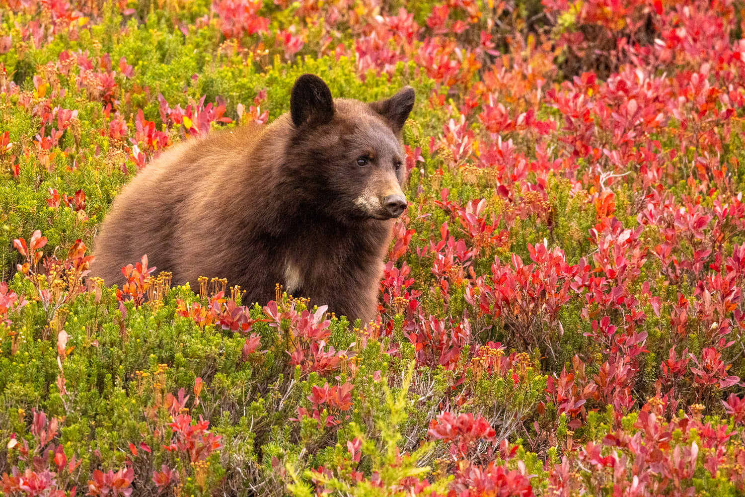 "Rainier Bear IV" - Mount Rainier National Park, Washington (Black Bear)