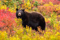 "Rainier Bear VI" - Mount Rainier National Park, Washington (Black Bear)