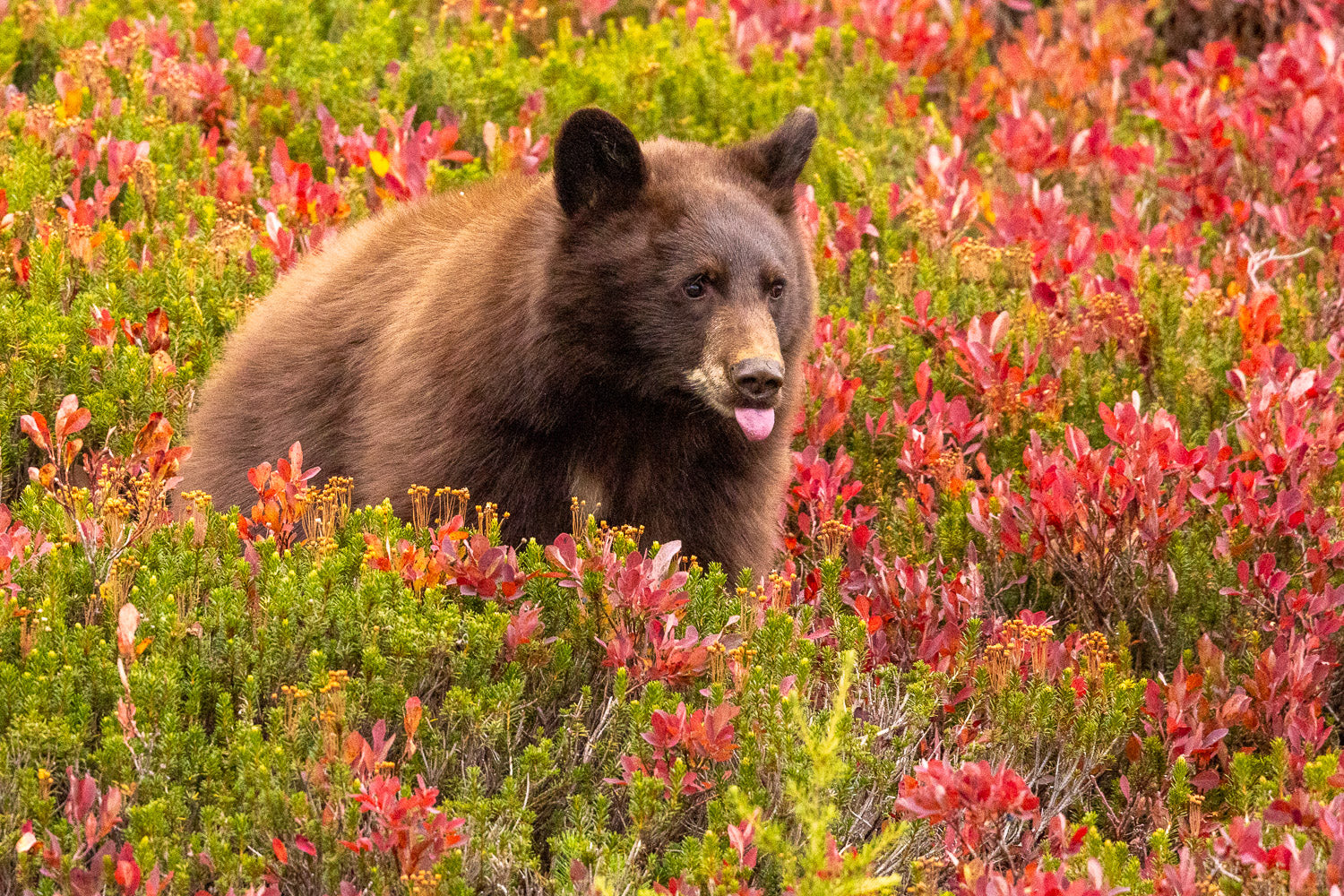 "Rainier Bear V" - Mount Rainier National Park, Washington (Black Bear)
