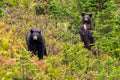 "Rainier Bears" - Mount Rainier National Park, Washington (Black Bear)