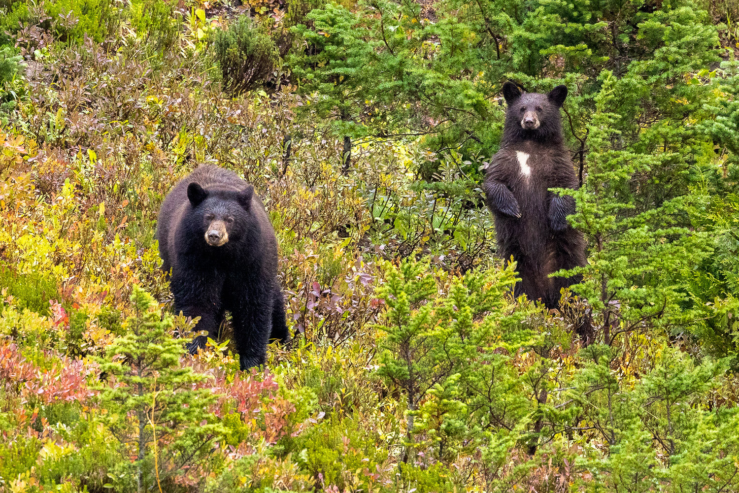 "Rainier Bears" - Mount Rainier National Park, Washington (Black Bear)