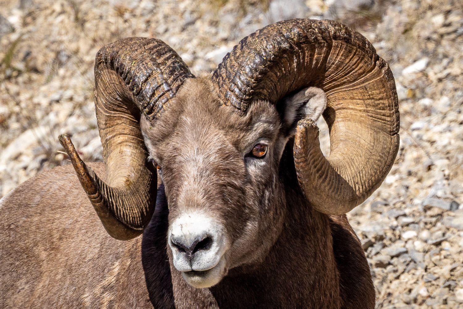 "Ram Tough" - Jasper, Alberta, Canada (Rocky Mountain Bighorn Sheep)