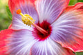 "Red Cajun" (Hibiscus)
