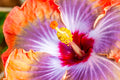 "Red Cajun II" (Hibiscus)