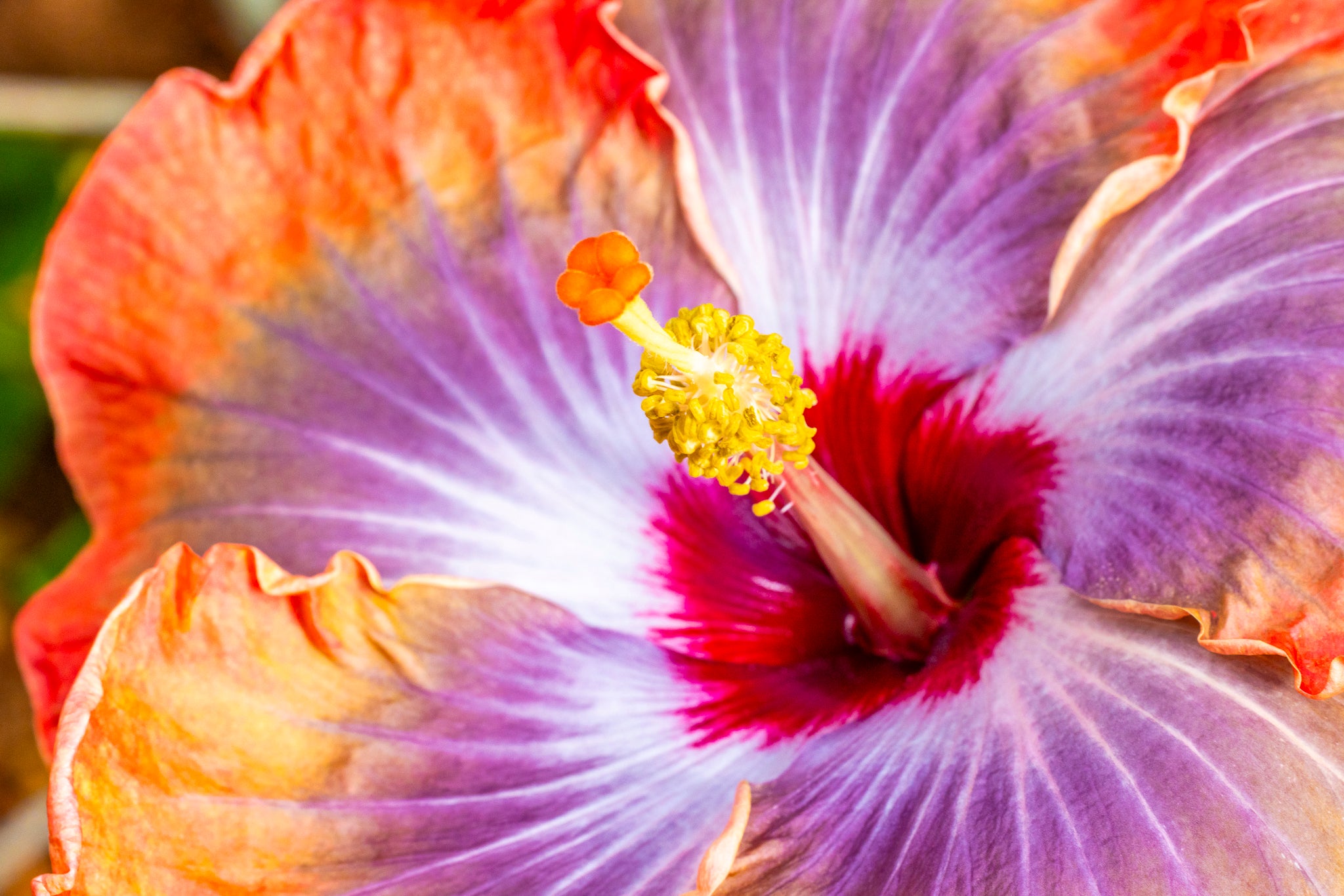 "Red Cajun II" (Hibiscus)