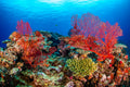 "Red Fan" - Beqa Lagoon, Fiji