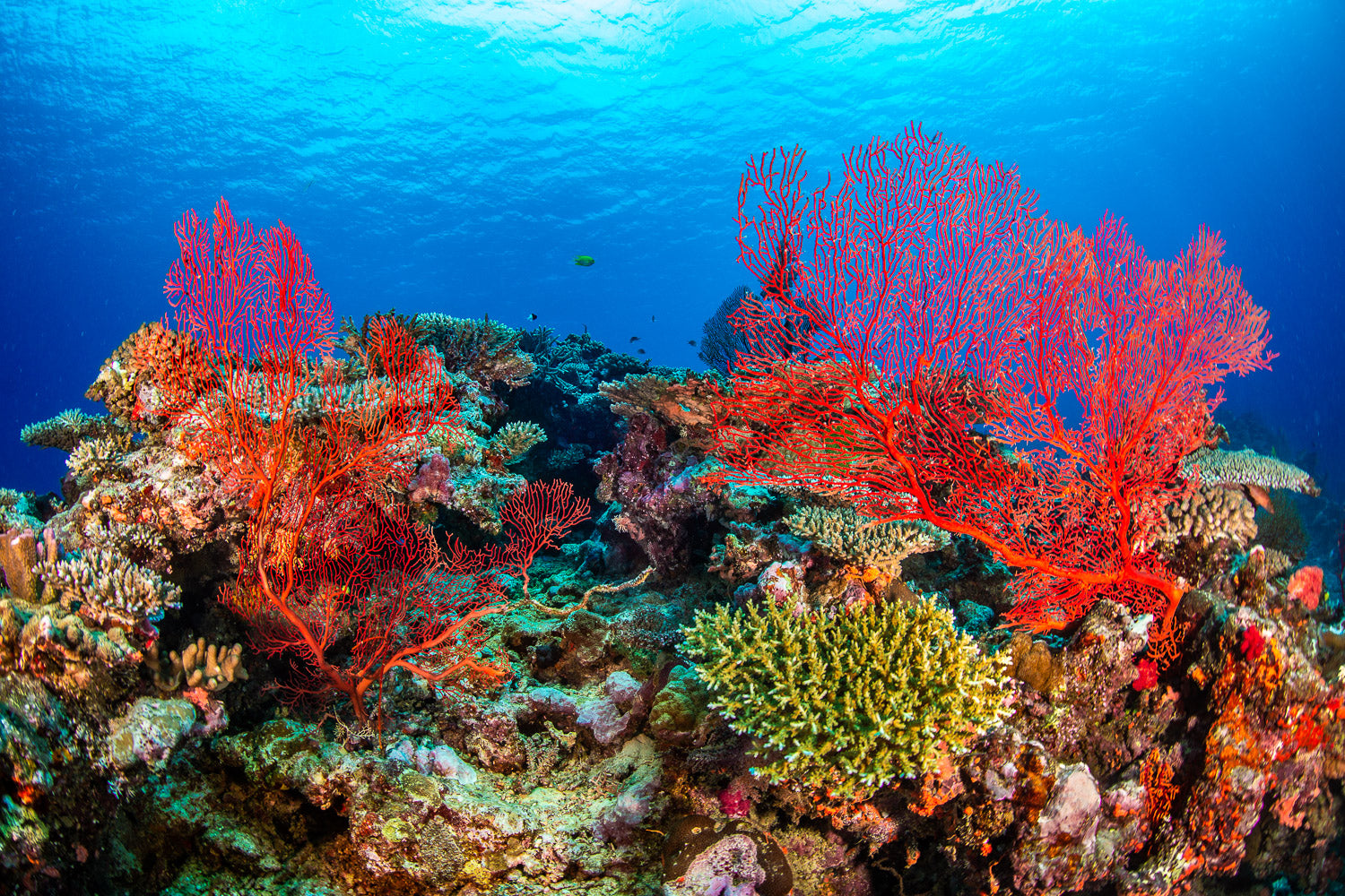"Red Fan" - Beqa Lagoon, Fiji
