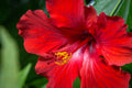 "Red Hibiscus" (Hibiscus)