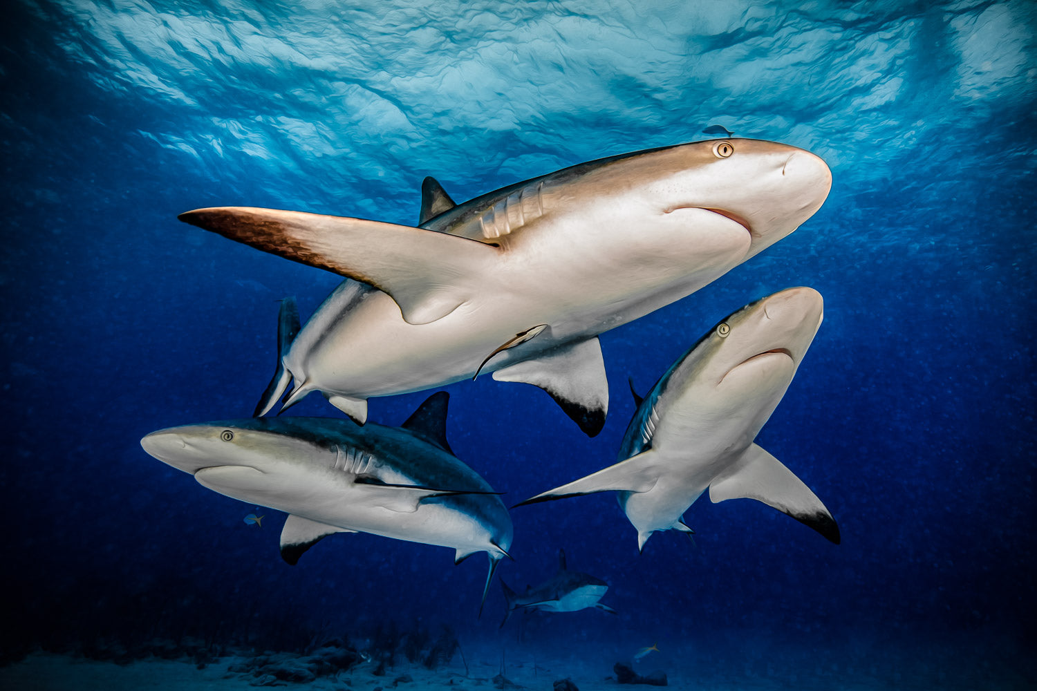 "Reef Trio" - Nassau, The Bahamas (Caribbean Reef Shark)