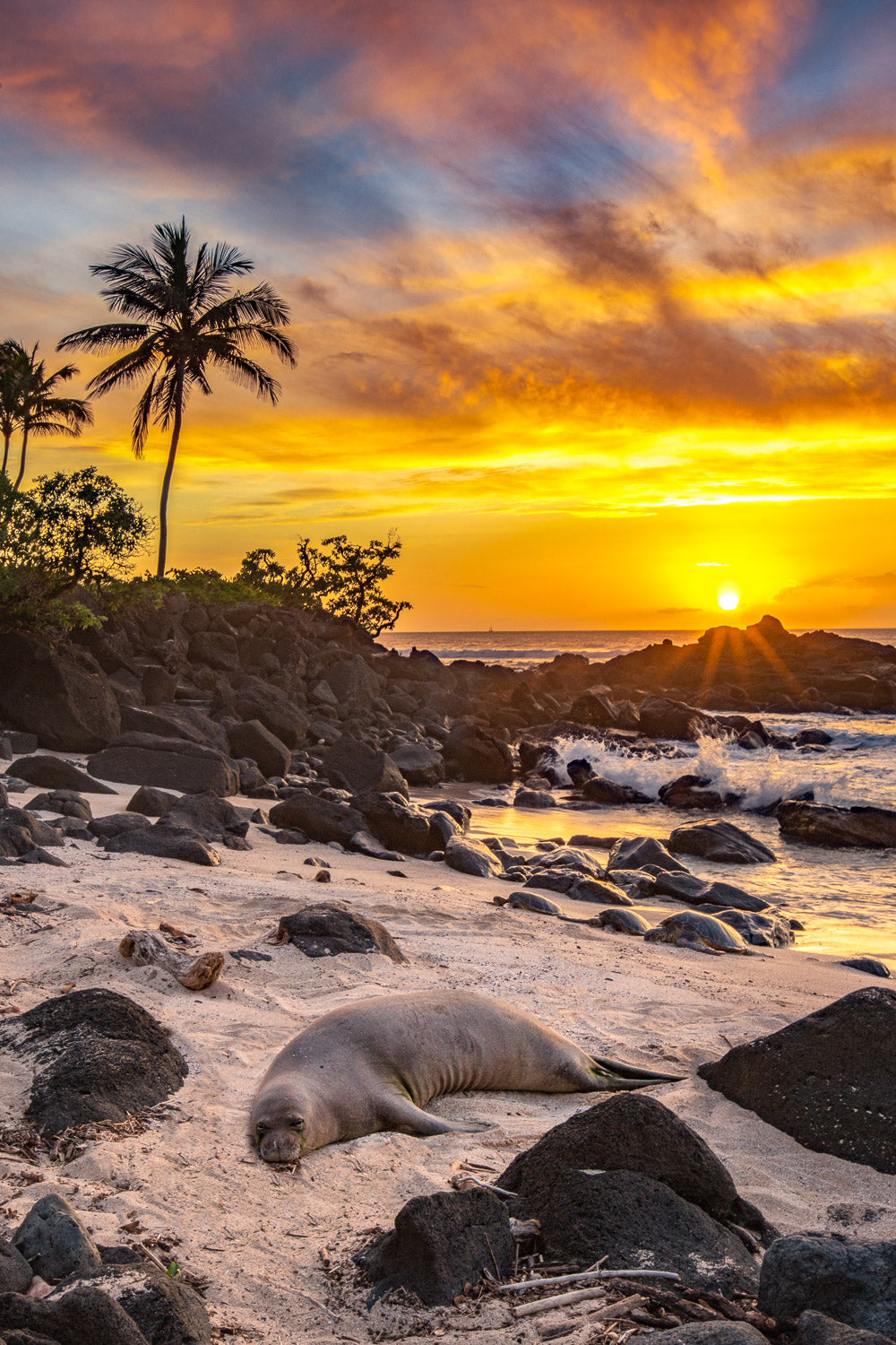 "Rest Like a Monk" - North Shore, Oahu