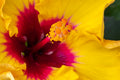 "Rico" (Hibiscus)