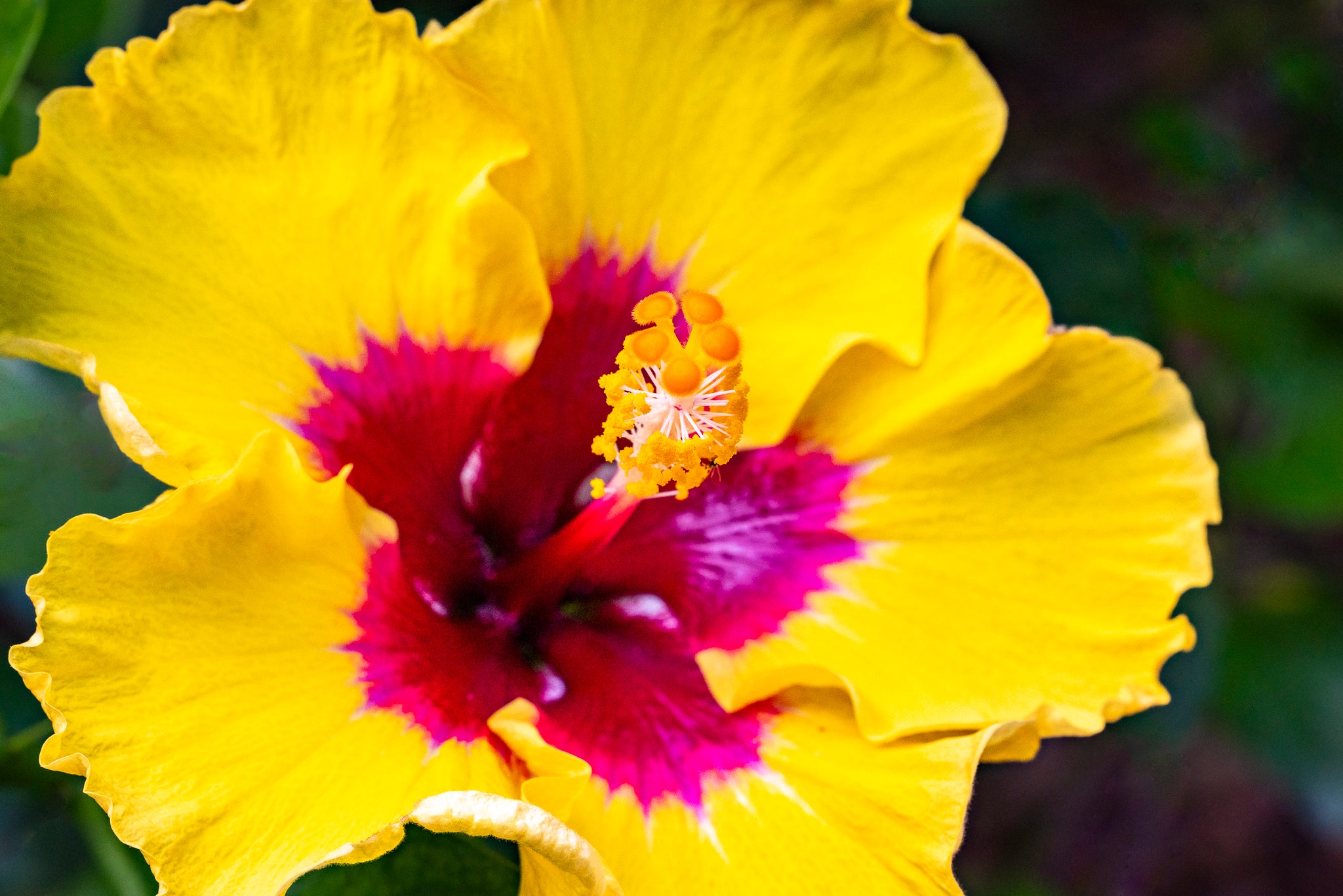 "Rico Suave" (Hibiscus)