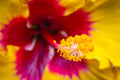 "Rico Suave II" (Hibiscus)