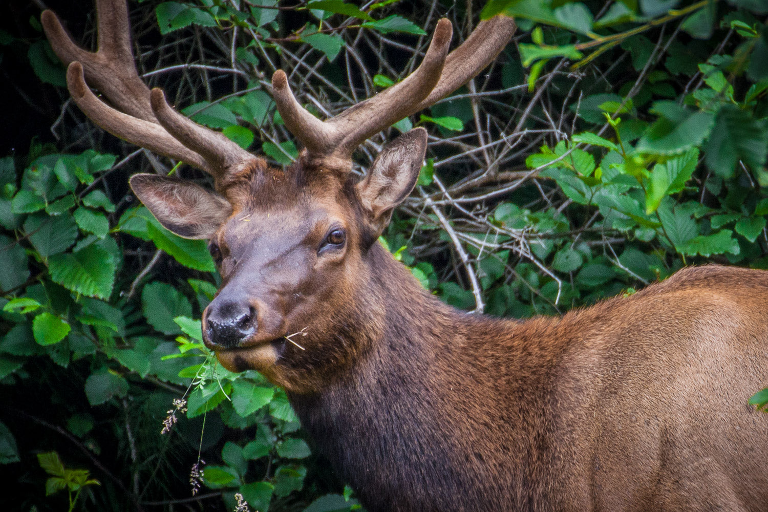 "Roosevelt Elk" - Redwood National Park, California (Roosevelt Elk)