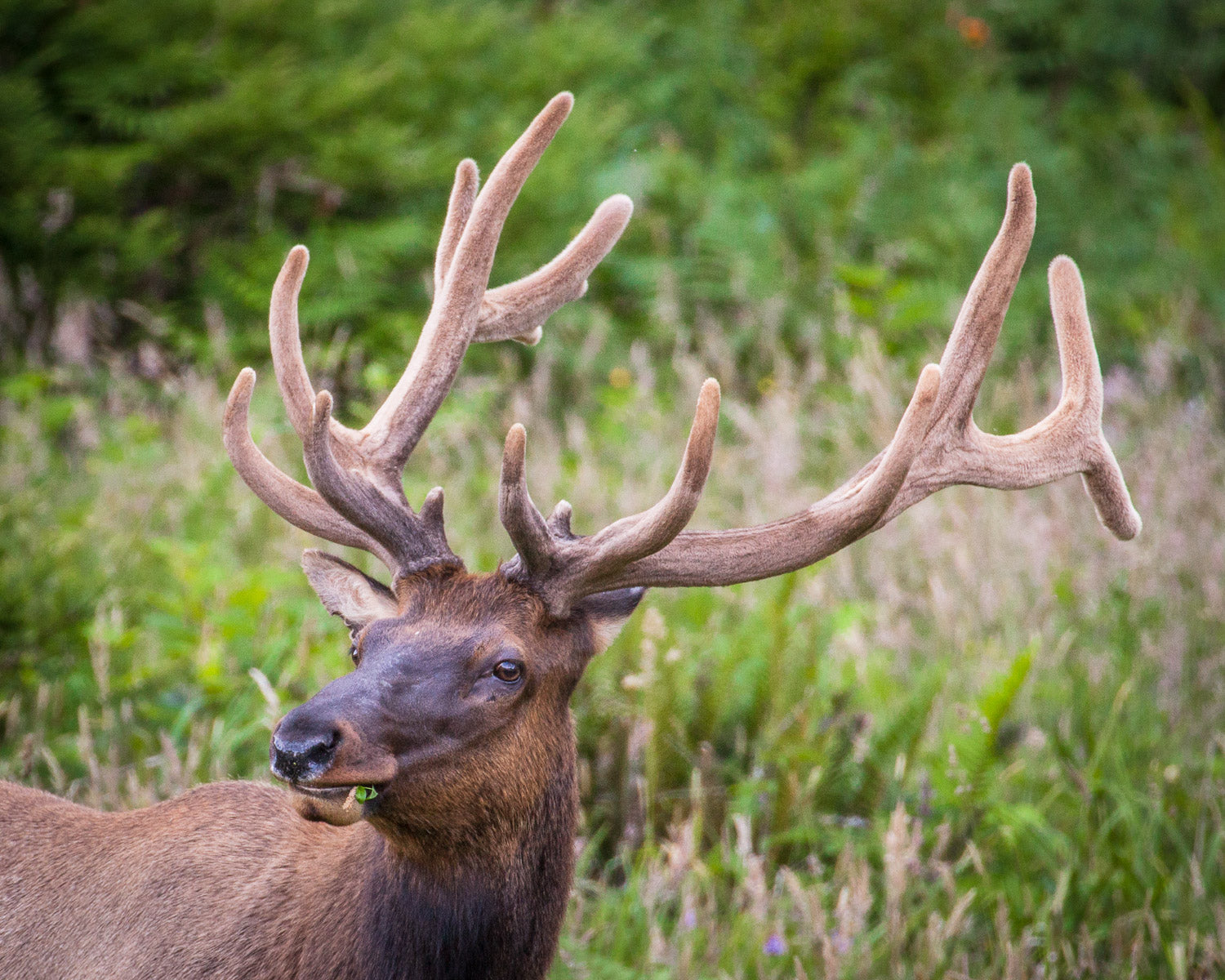 "Roosevelt Elk III" - Redwood National Park, California (Roosevelt Elk)