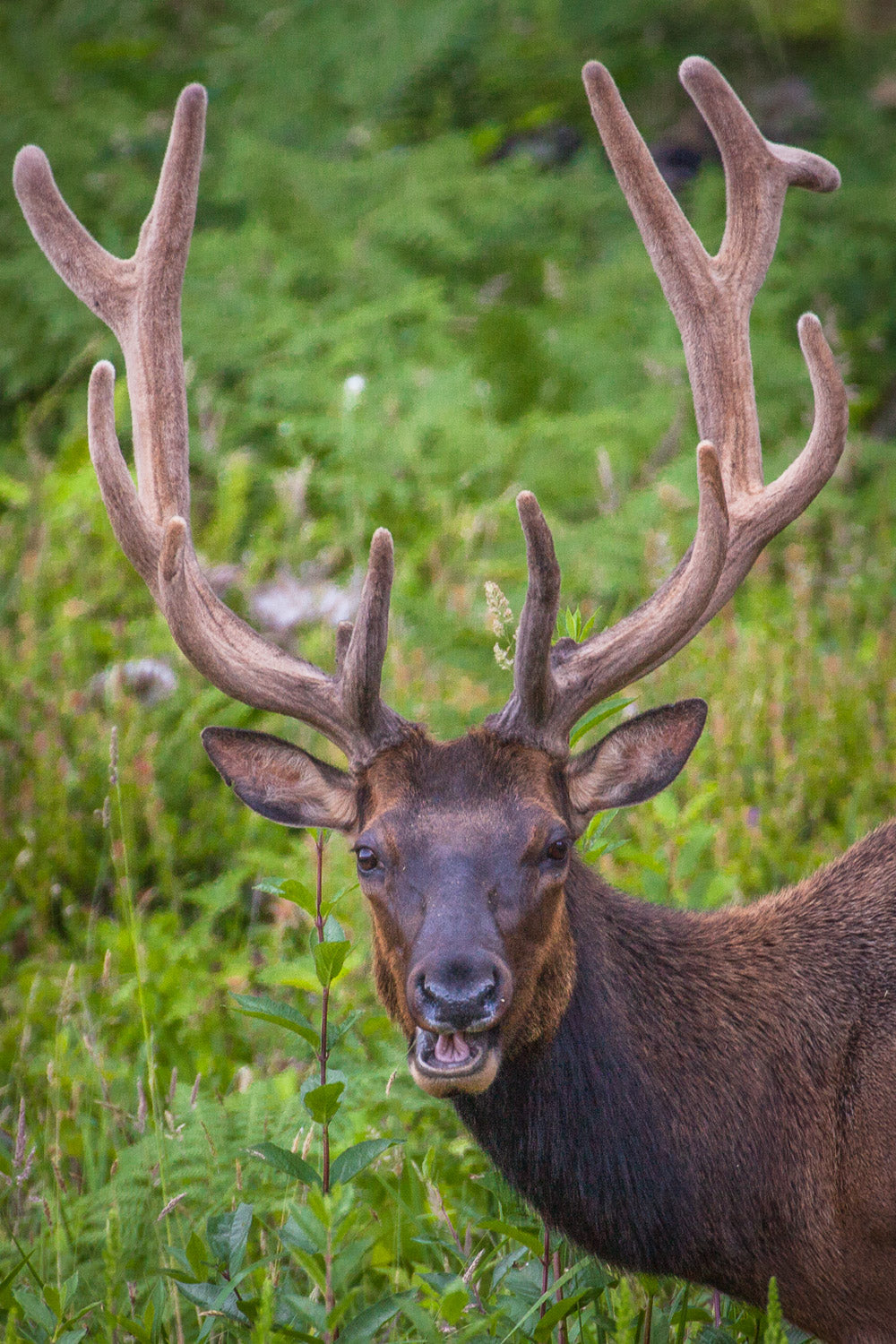 "Roosevelt Elk II" - Redwood National Park, California (Roosevelt Elk)