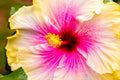"Roșie the Riveter" (Hibiscus)