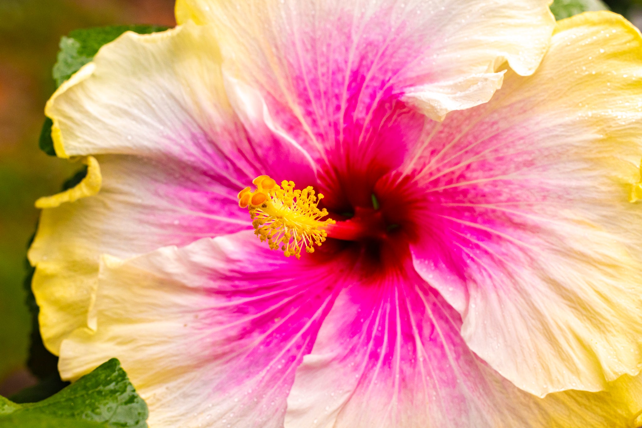 "Roșie the Riveter" (Hibiscus)