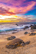 "Rosie" - North Shore, Oahu