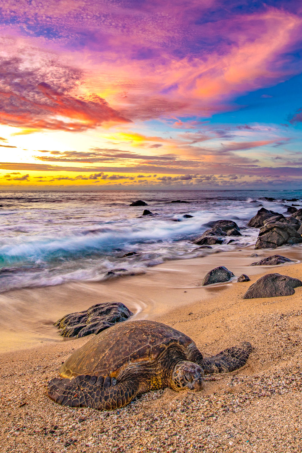 "Rosie" - North Shore, Oahu