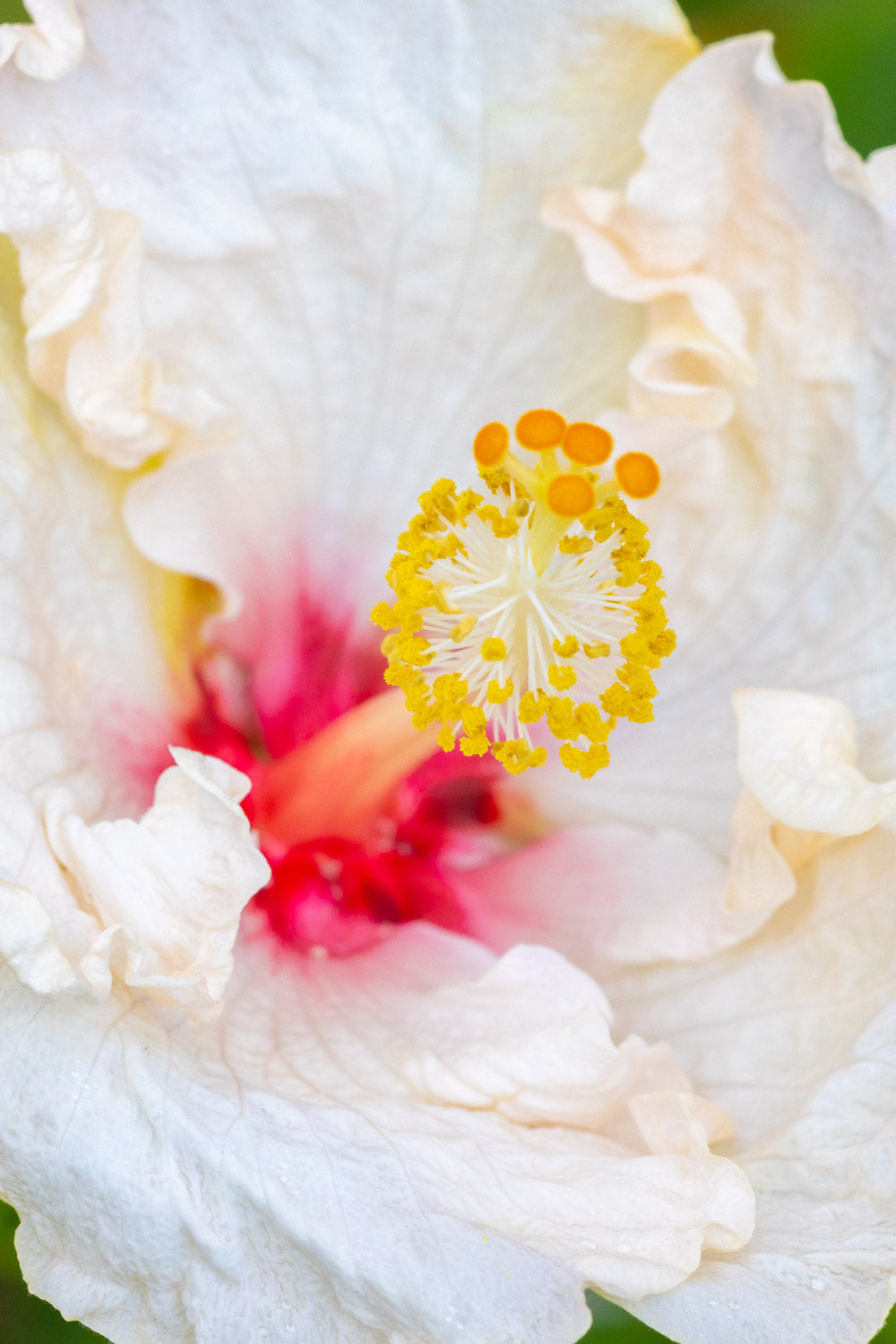 "Ruffles" (Hibiscus)